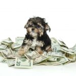 💰🐾 10 consejos para ahorrar dinero en el cuidado de tus mascotas